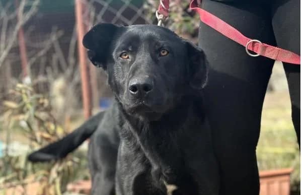 Leontin, male Mixed Breed for adoption at Animal Happyend, Animal Happyend photo 2