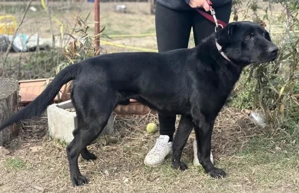 Leontin, male Mixed Breed for adoption at Animal Happyend, Animal Happyend photo 3