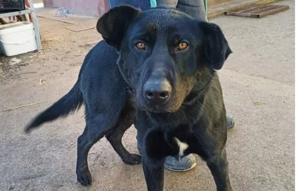 Leontin, male Mixed Breed for adoption at Animal Happyend, Animal Happyend photo 4