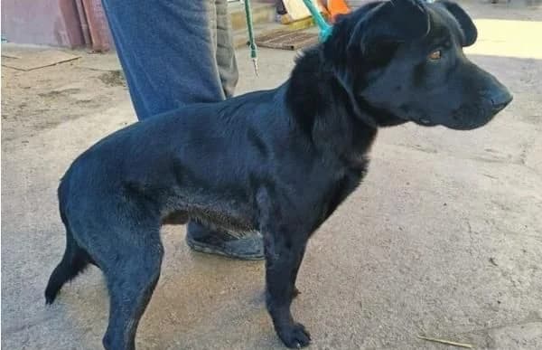 Leontin, male Mixed Breed for adoption at Animal Happyend, Animal Happyend photo 5