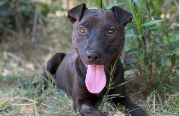 Liem, male 5yo Mixed Breed for adoption at Animal Happyend, Animal Happyend