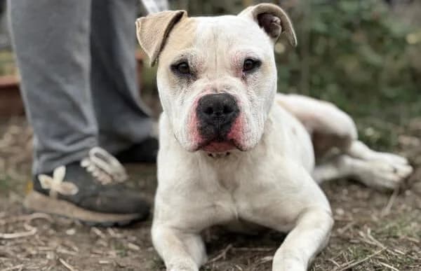Lili-12, female young mixed breed for adoption at Animal Happyend, Animal Happyend
