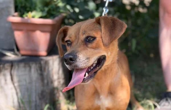 Lulu-6, female young Mixed Breed for adoption at Animal Happyend, Animal Happyend