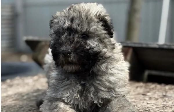 Mütyi-3, female Mixed Breed for adoption at Animal Happyend