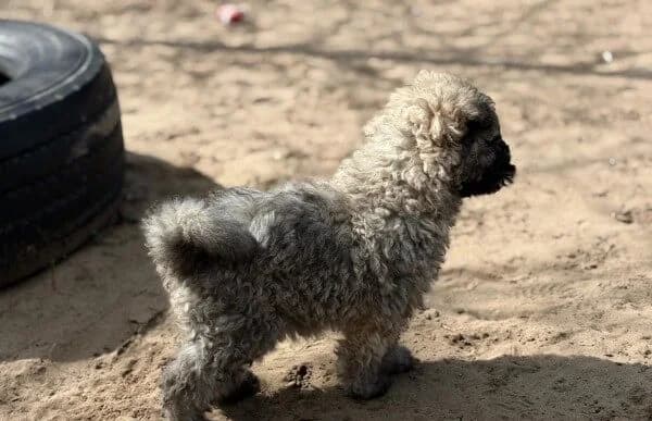 Mütyi-3, female Mixed Breed for adoption at Animal Happyend, Animal Happyend photo 2