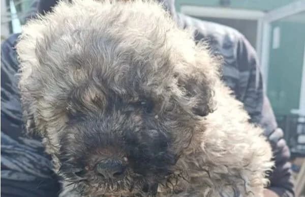 Mütyi-3, female Mixed Breed for adoption at Animal Happyend, Animal Happyend photo 3