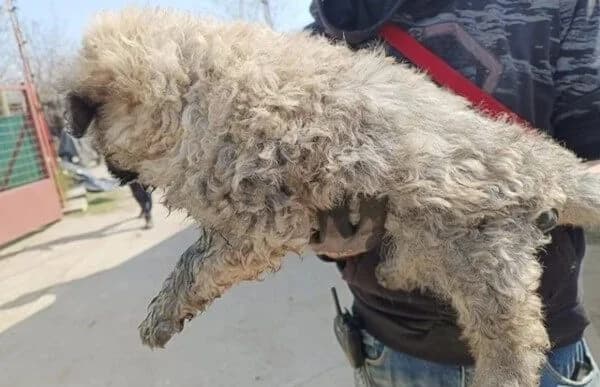 Mütyi-3, female Mixed Breed for adoption at Animal Happyend, Animal Happyend photo 4