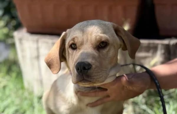Magnus, male puppy Mixed Breed for adoption at Animal Happyend, Animal Happyend