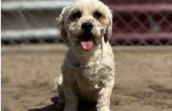 Makrina, female 3yo Mixed Breed for adoption at Animal Happyend, Animal Happyend