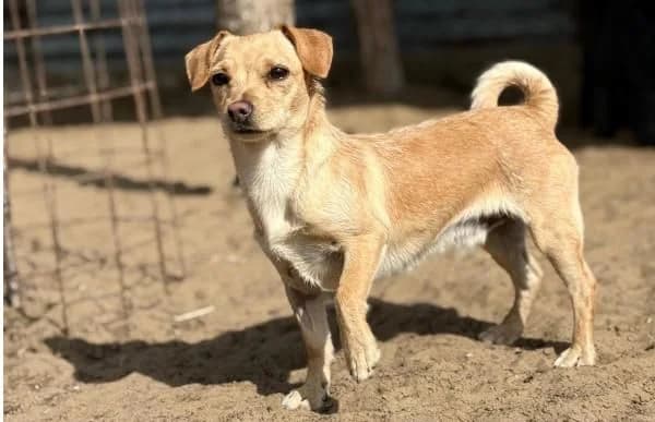 Manzur, male Mixed Breed for adoption at Animal Happyend