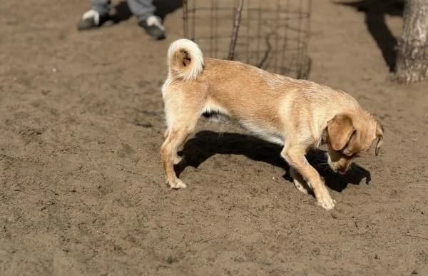 Manzur, male Mixed Breed for adoption at Animal Happyend, Animal Happyend photo 2