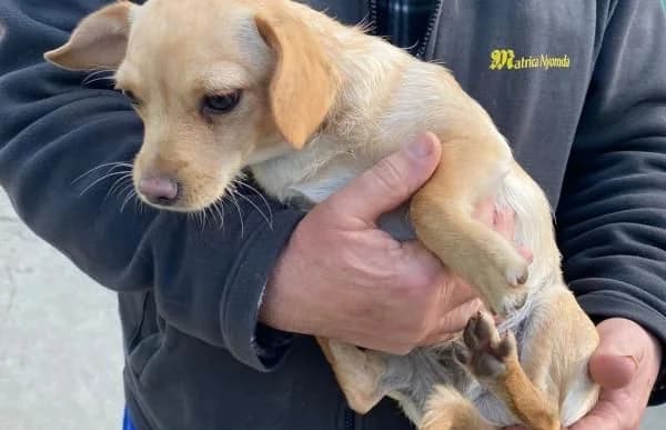 Manzur, male Mixed Breed for adoption at Animal Happyend, Animal Happyend photo 3