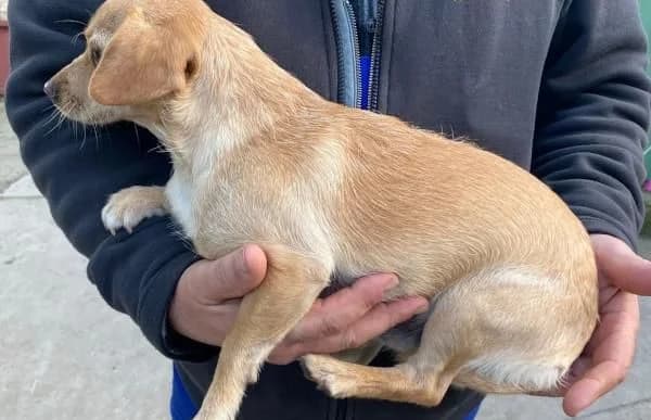 Manzur, male Mixed Breed for adoption at Animal Happyend, Animal Happyend photo 4