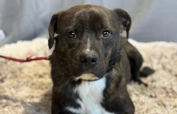 Marton-2, male Pug for adoption at Animal Happyend