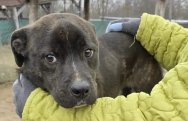 Marton-2, male Pug for adoption at Animal Happyend, Animal Happyend — photo 2 of 16