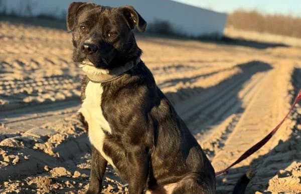 Marton-2, male Pug for adoption at Animal Happyend, Animal Happyend — photo 3 of 16