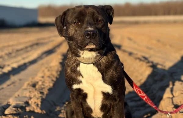 Marton-2, male Pug for adoption at Animal Happyend, Animal Happyend — photo 4 of 16