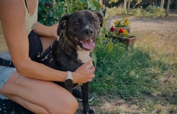 Marton-2, male Pug for adoption at Animal Happyend, Animal Happyend — photo 5 of 16