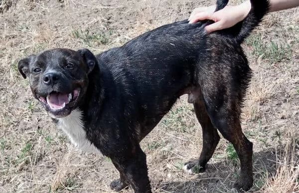 Marton-2, male Pug for adoption at Animal Happyend, Animal Happyend — photo 6 of 16