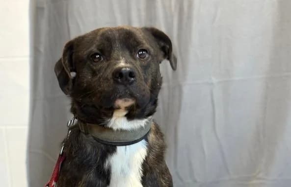 Marton-2, male Pug for adoption at Animal Happyend, Animal Happyend — photo 7 of 16