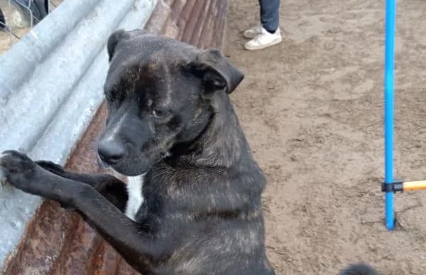 Marton-2, male Pug for adoption at Animal Happyend, Animal Happyend — photo 8 of 16