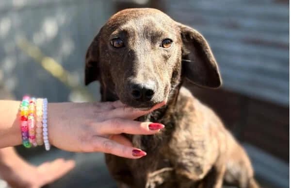 Matteo-2, male young Dachshund for adoption at Animal Happyend, Animal Happyend