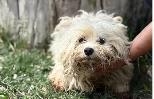 Matyi-5, male senior Maltese for adoption at Animal Happyend, Animal Happyend