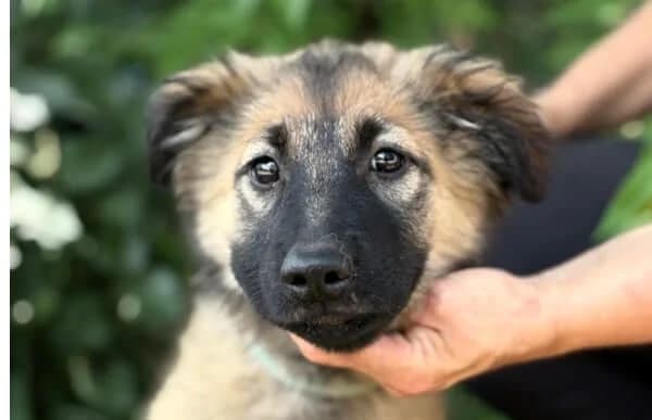 Mavis-2, female puppy Mixed Breed for adoption at Animal Happyend, Animal Happyend