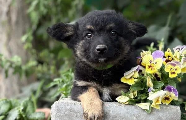 Meliton, male puppy Mixed Breed for adoption at Animal Happyend, Animal Happyend