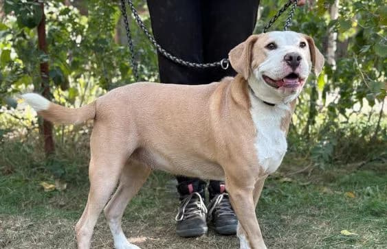 Merrily, female Dachshund for adoption at Animal Happyend