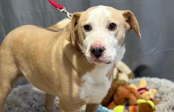 Merrily, female Dachshund for adoption at Animal Happyend, Animal Happyend photo 2