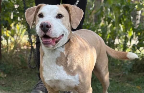 Merrily, female Dachshund for adoption at Animal Happyend, Animal Happyend photo 3