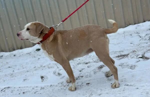 Merrily, female Dachshund for adoption at Animal Happyend, Animal Happyend photo 4