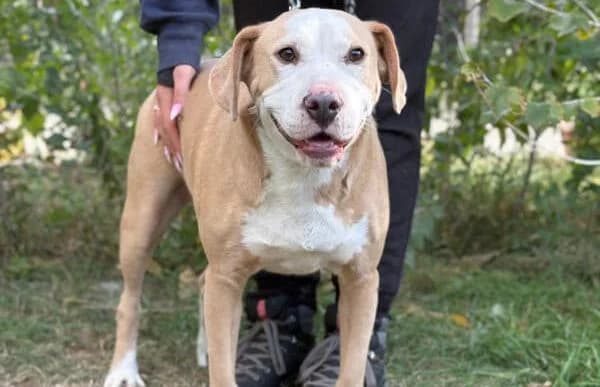Merrily, female Dachshund for adoption at Animal Happyend, Animal Happyend photo 5
