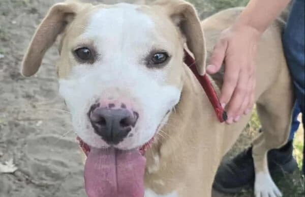 Merrily, female Dachshund for adoption at Animal Happyend, Animal Happyend photo 6