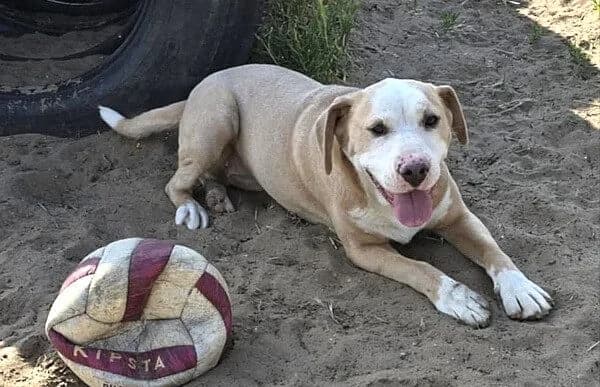 Merrily, female Dachshund for adoption at Animal Happyend, Animal Happyend photo 7
