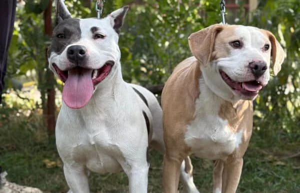 Merrily, female Dachshund for adoption at Animal Happyend, Animal Happyend photo 8