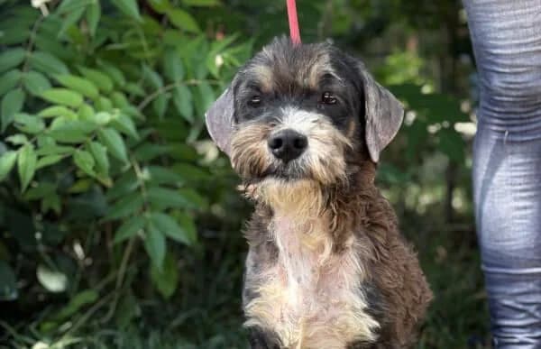 Metin, male 6yo Mixed Breed for adoption at Animal Happyend, Animal Happyend