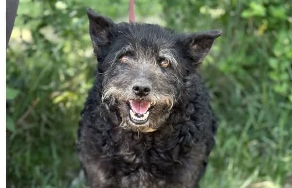 Miletta, female senior Mixed Breed for adoption at Animal Happyend, Animal Happyend