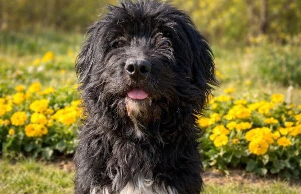 Milos, male Mixed Breed for adoption at Animal Happyend