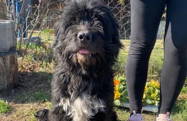 Milos, male Mixed Breed for adoption at Animal Happyend, Animal Happyend photo 2