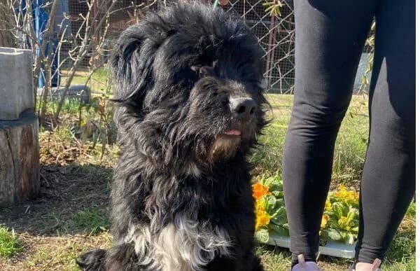 Milos, male Mixed Breed for adoption at Animal Happyend, Animal Happyend photo 3