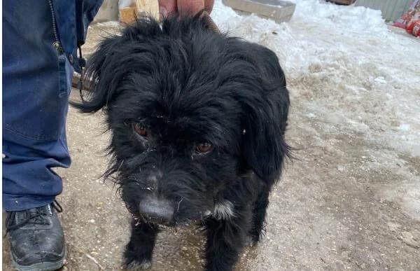 Milos, male Mixed Breed for adoption at Animal Happyend, Animal Happyend photo 4