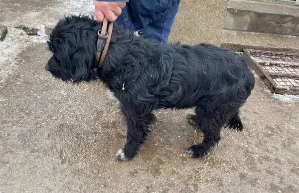 Milos, male Mixed Breed for adoption at Animal Happyend, Animal Happyend photo 5