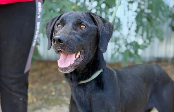 Milton, male 6yo Mixed Breed for adoption at Animal Happyend, Animal Happyend