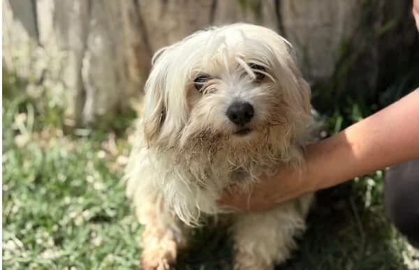 Minni-4, female senior Maltese for adoption at Animal Happyend, Animal Happyend