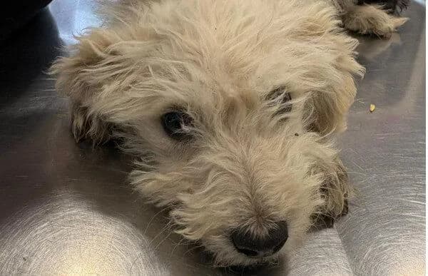 Mirabella, female puppy Mixed Breed for adoption at Animal Happyend, Animal Happyend