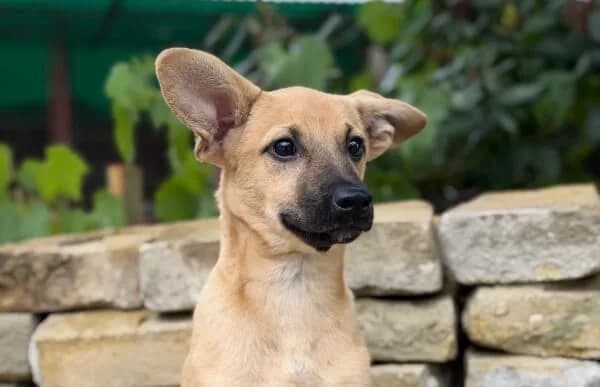 Mirjam, female puppy Mixed Breed for adoption at Animal Happyend, Animal Happyend