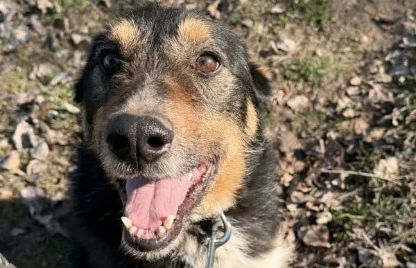 Mirko-5, male senior Mixed Breed for adoption at Animal Happyend, Animal Happyend