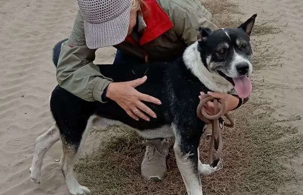 Mizso, male Mixed Breed for adoption at Animal Happyend, Animal Happyend